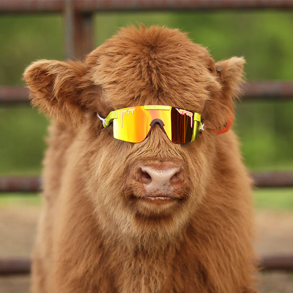 THE 1993 POLARIZED Single Wide